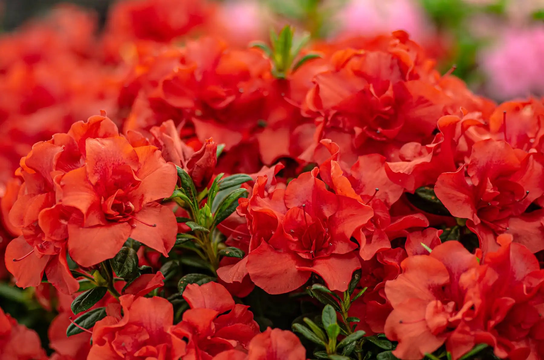 Dazzling display of large red-orange  azlaea flowers that bloom 9 months a year. Beautiful Autumn Embers® 