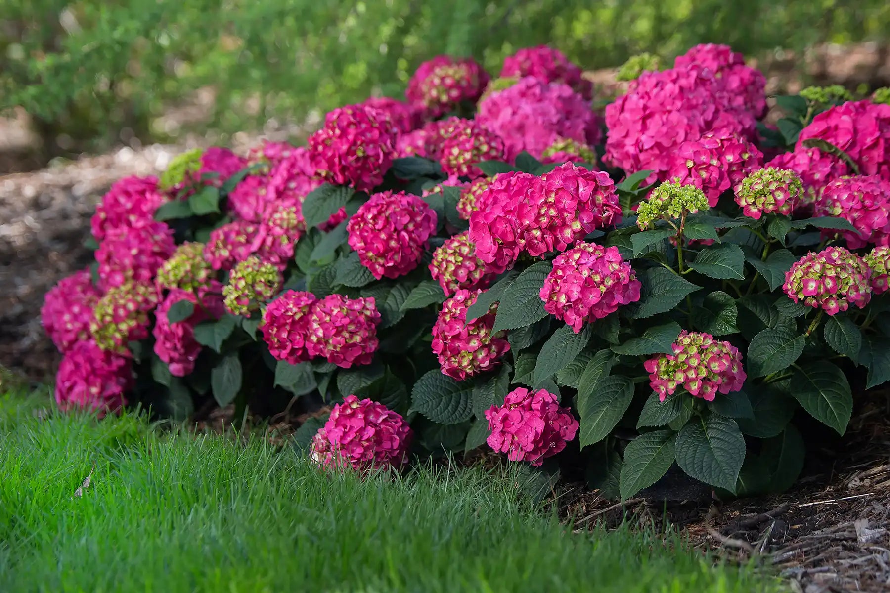 Summer Crush® Hydrangea