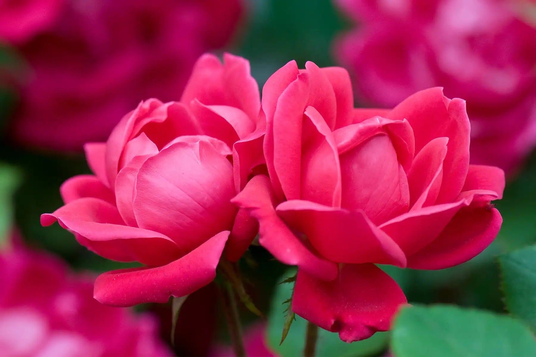 5000 Bi-Color Rose Petals