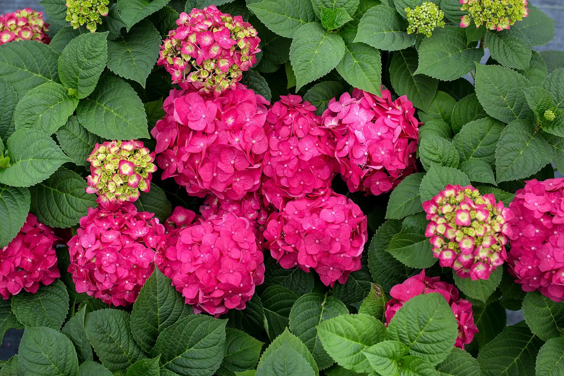 Endless Summer Crush Hydrangea for Sale